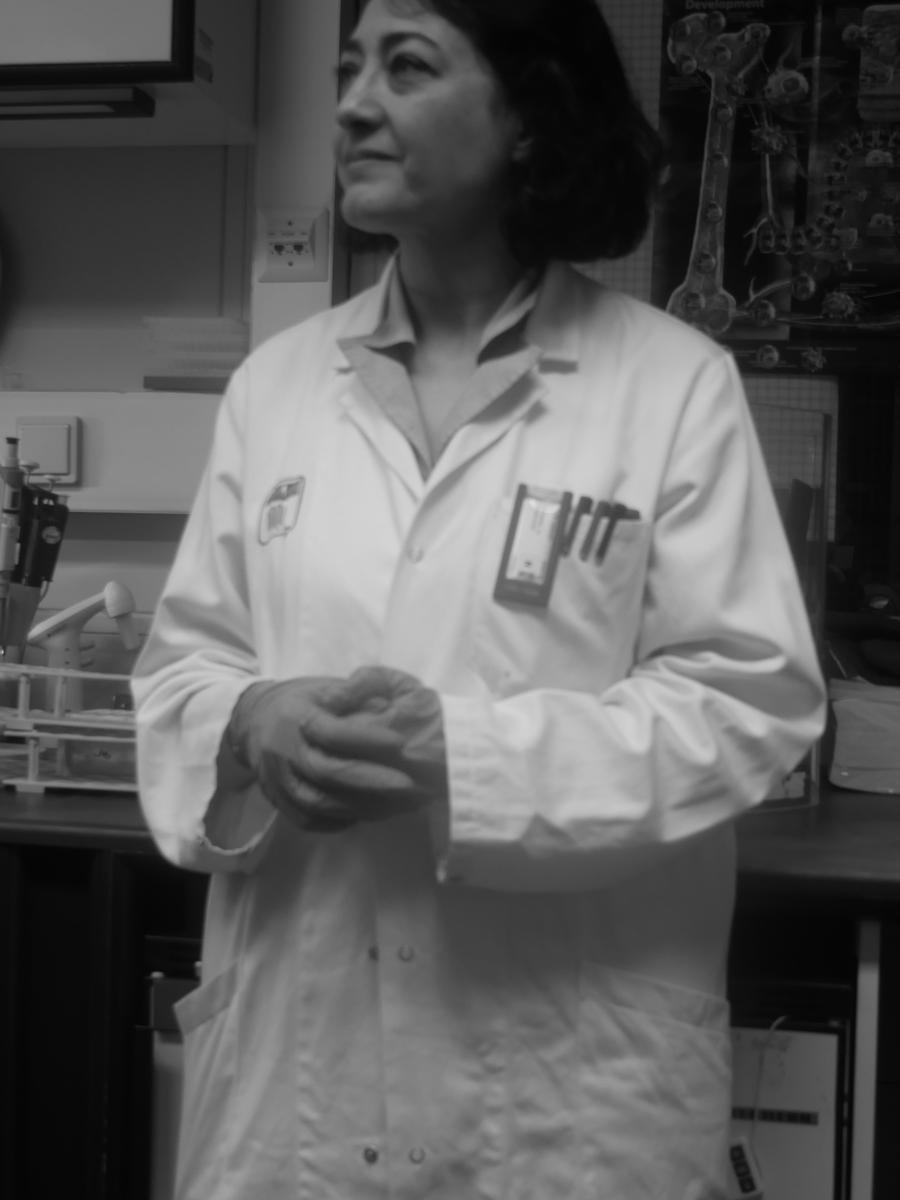 Dr.Narges Aghaallaei